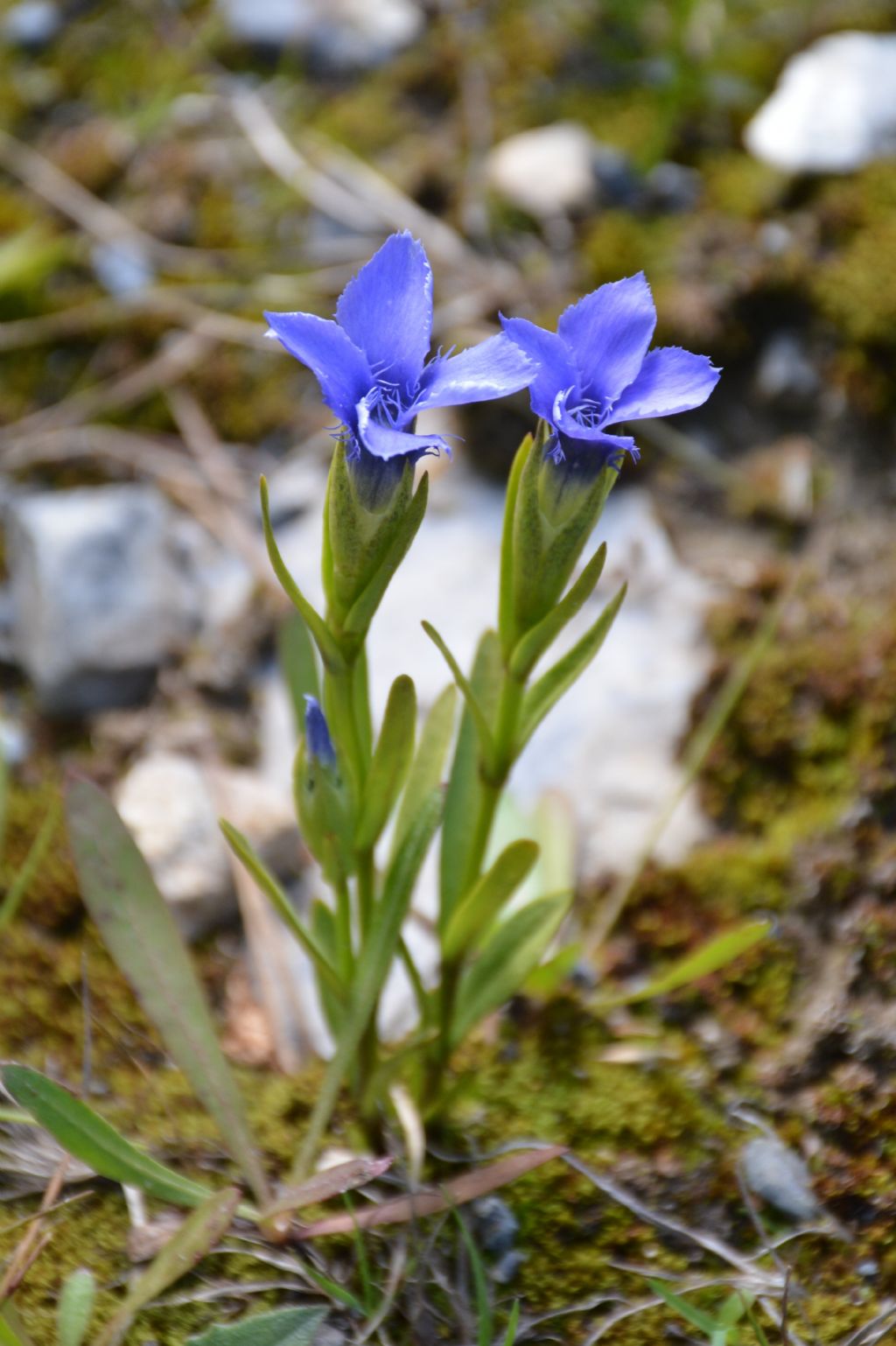 Gentianopsis ciliata e forma alba